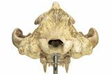 Fossil Upper Cave Bear (Ursus Spelaeus) Skull With Stand #227516-9